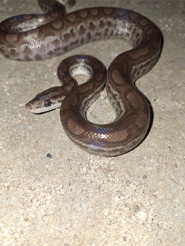 Brown Rainbow Boa