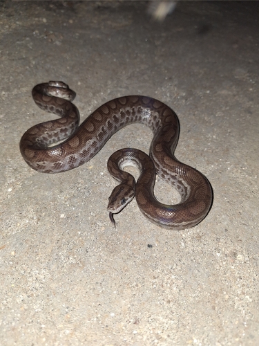 Brown Rainbow Boa