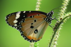 Danaus chrysippus chrysippus
