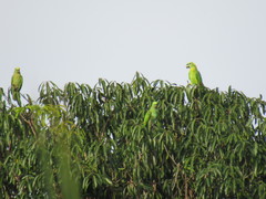 Amazona auropalliata