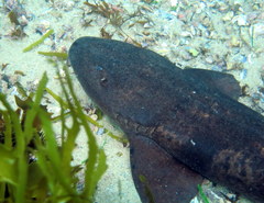 Brachaelurus waddi