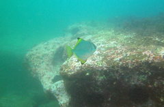 Monodactylus argenteus