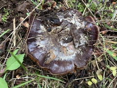 Cortinarius calyptratus