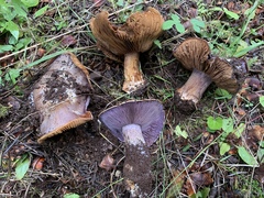 Cortinarius calyptratus