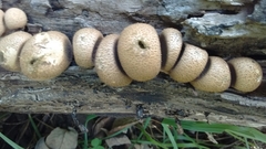 Apioperdon pyriforme