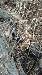 Apioperdon pyriforme