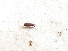 Dryophthorus americanus