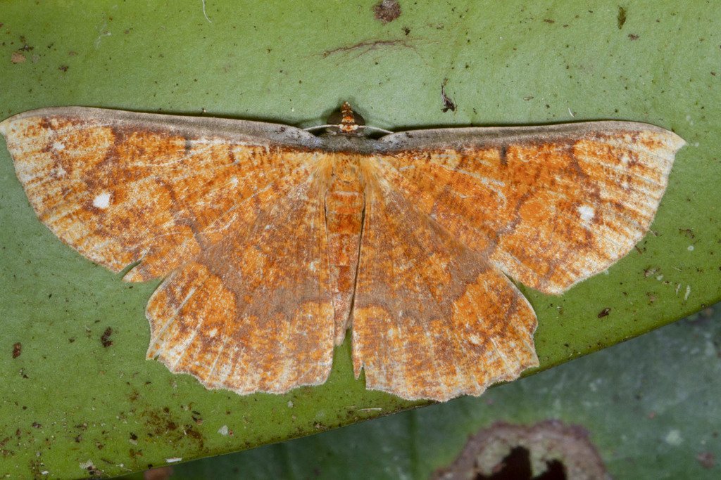 Melinoessa catenata