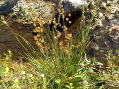Juncus longistylis