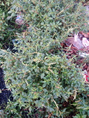 Amaranthus retroflexus