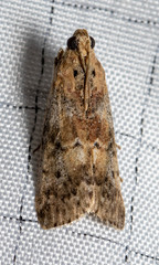 Sciota subcaesiella