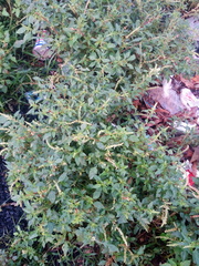 Amaranthus retroflexus