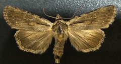 Sympistis mackiei