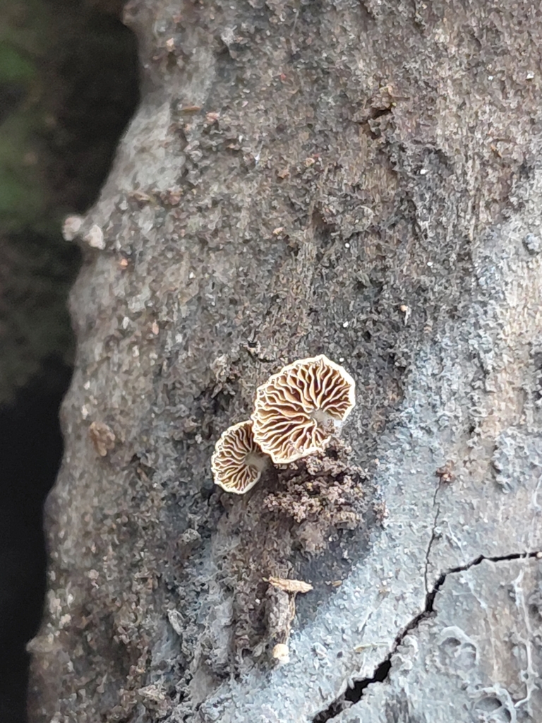 Deconica horizontalis · July 2025 · photo: © luis_veliz (iNaturalist, cc0)