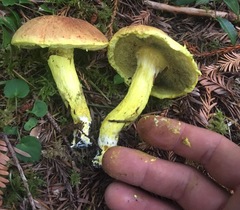 Pulveroboletus