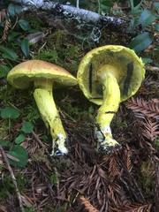 Pulveroboletus