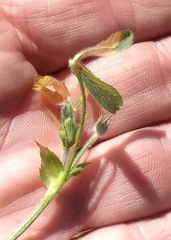 Trifolium obtusiflorum