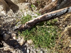 Trifolium obtusiflorum