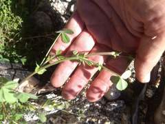Trifolium obtusiflorum