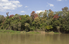 Triplaris americana