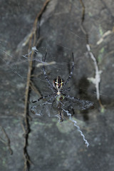 Argiope appensa