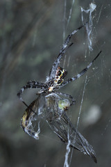 Argiope appensa