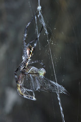 Argiope appensa