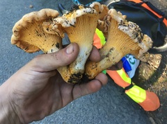 Cantharellus roseocanus