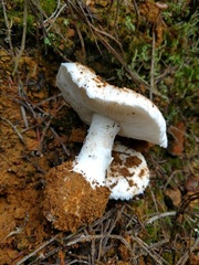 Amanita smithiana