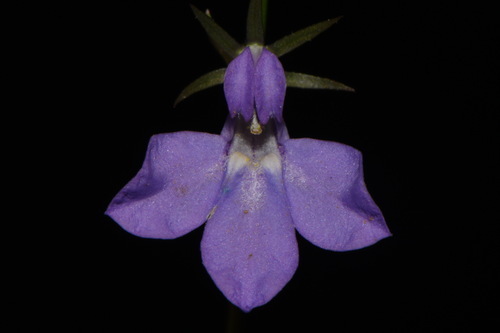Gattinger's Lobelia (Lobelia gattingeri)