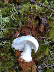 Amanita smithiana