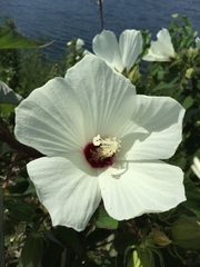 Hibiscus lasiocarpos