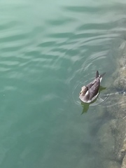 Ichthyaetus hemprichii