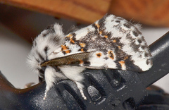 Aglaosoma periblepta