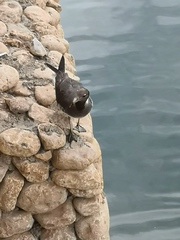 Ichthyaetus hemprichii
