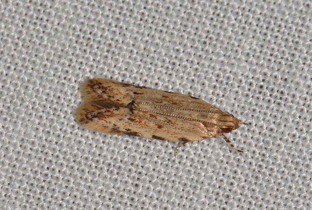 Ardozyga xuthias