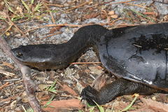 Northern Snake-Necked Turtle photo 2