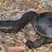 Southwestern Snake-necked Turtle - Photo (c) Joey Santore, some rights reserved (CC BY-NC), uploaded by Joey Santore