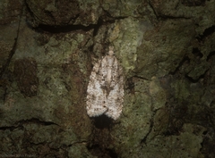 Polylopha epidesma