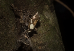 Coesyra hemiphragma