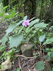 Urena procumbens