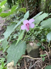 Urena procumbens