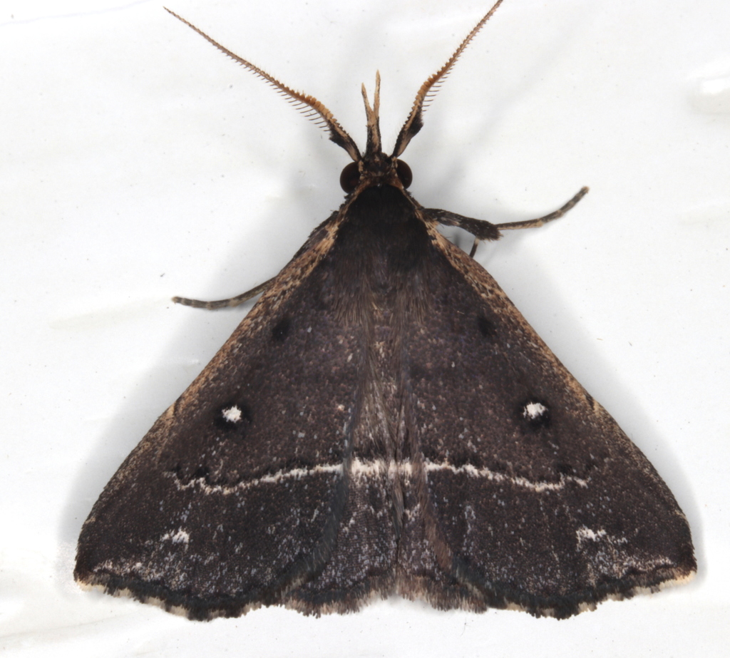 Adrapsa