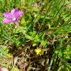 Geranium nepalense thunbergii
