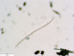 Pratylenchus penetrans