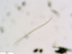 Pratylenchus penetrans