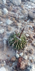Echinofossulocactus pentacanthus