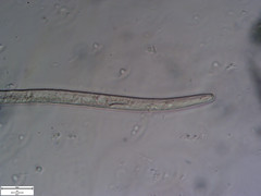 Pratylenchus penetrans