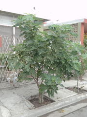 Ficus carica