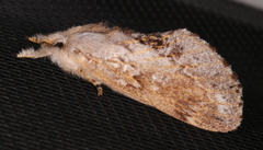 Porela cinerea